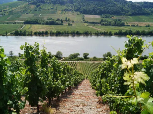 Werfen Sie einen Blick auf unsere Weinberge